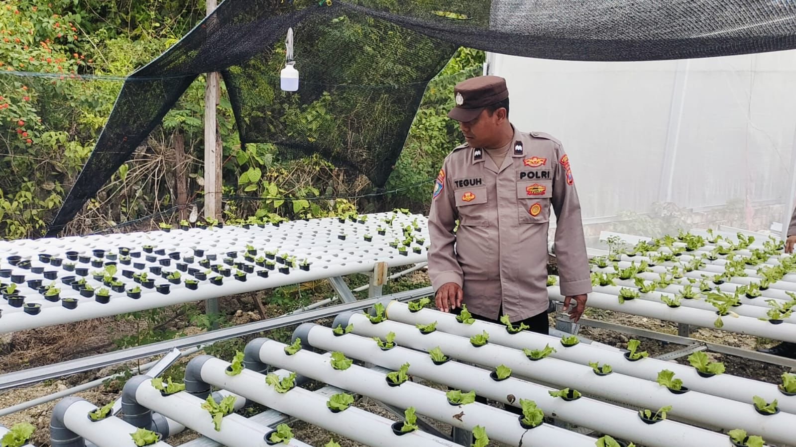 Anggota Polsek Sidayu Ikut Berperan Dalam Pengecekan Tanaman Selada di Desa Sukorejo.