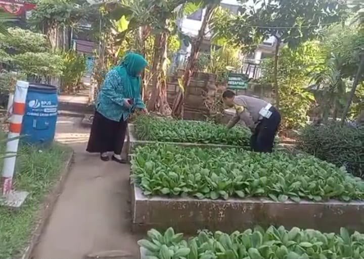 Dukung Program Pemerintah, Jajaran Polres Gresik Monitoring Tanaman Sawi di Driyorejo