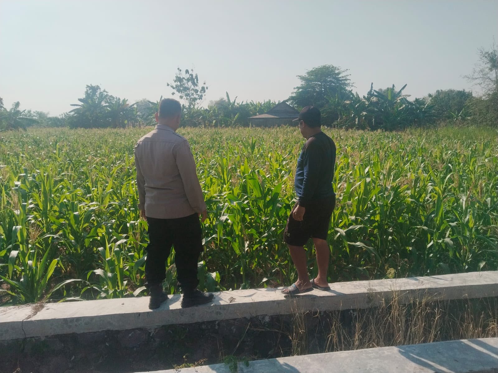 Dari Lahan Pertanian, Polsek Benjeng Wujudkan Dukungan Nyata untuk Ketahanan Pangan