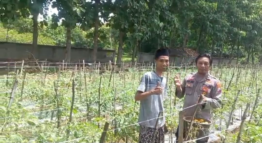 Perkuat Ketahanan Pangan, Polsek Ujungpangkah Dampingi Pengembangan Tanaman Tomat di Banyuurip