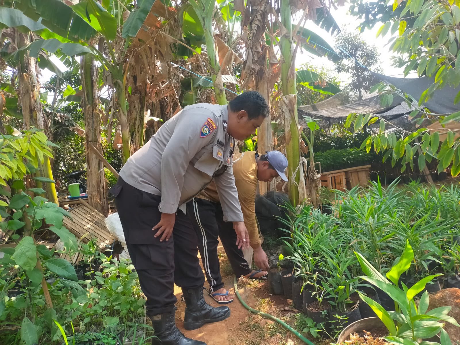 Bhabinkamtibmas Polsek Dukun Cek Tanaman Kencur di Desa Mentaras, Dukung Ketahanan Pangan