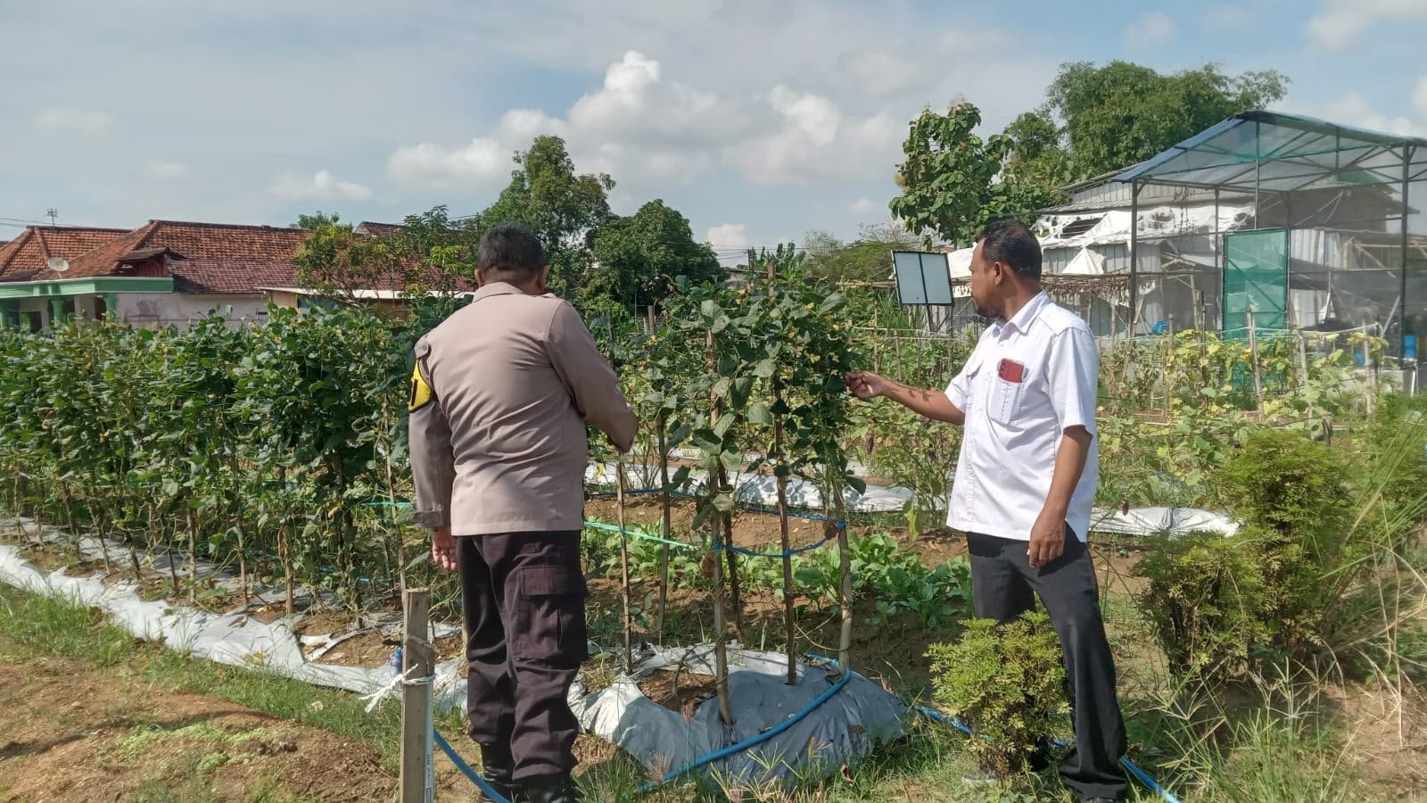 Wujudkan Swasembada Pangan, Polsek Cerme Cek Tanaman Kacang Panjang di Lengkong