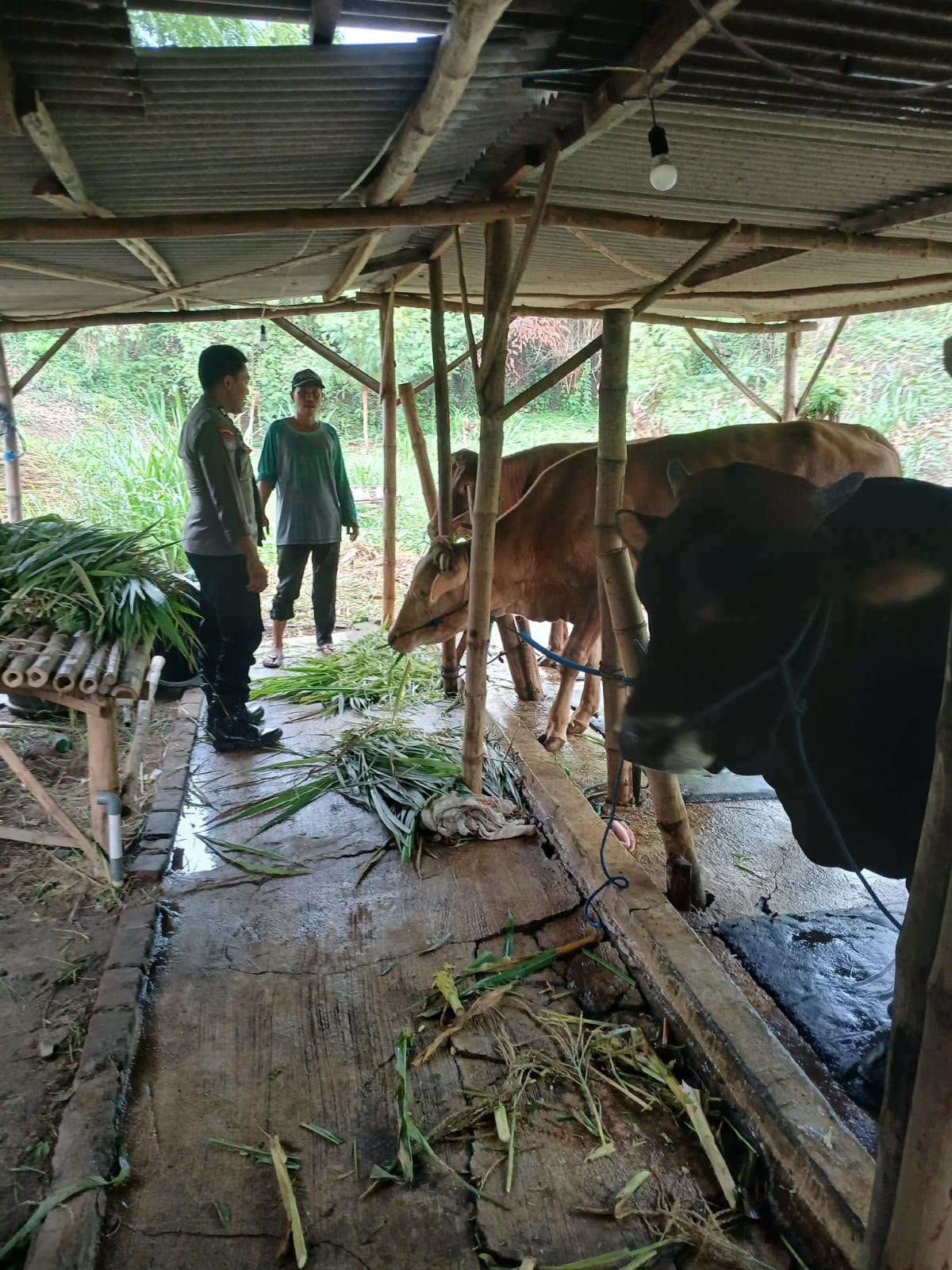 Dukung Program Swasembada Pangan, Polsek Kedamean Cek Ternak Sapi Warga