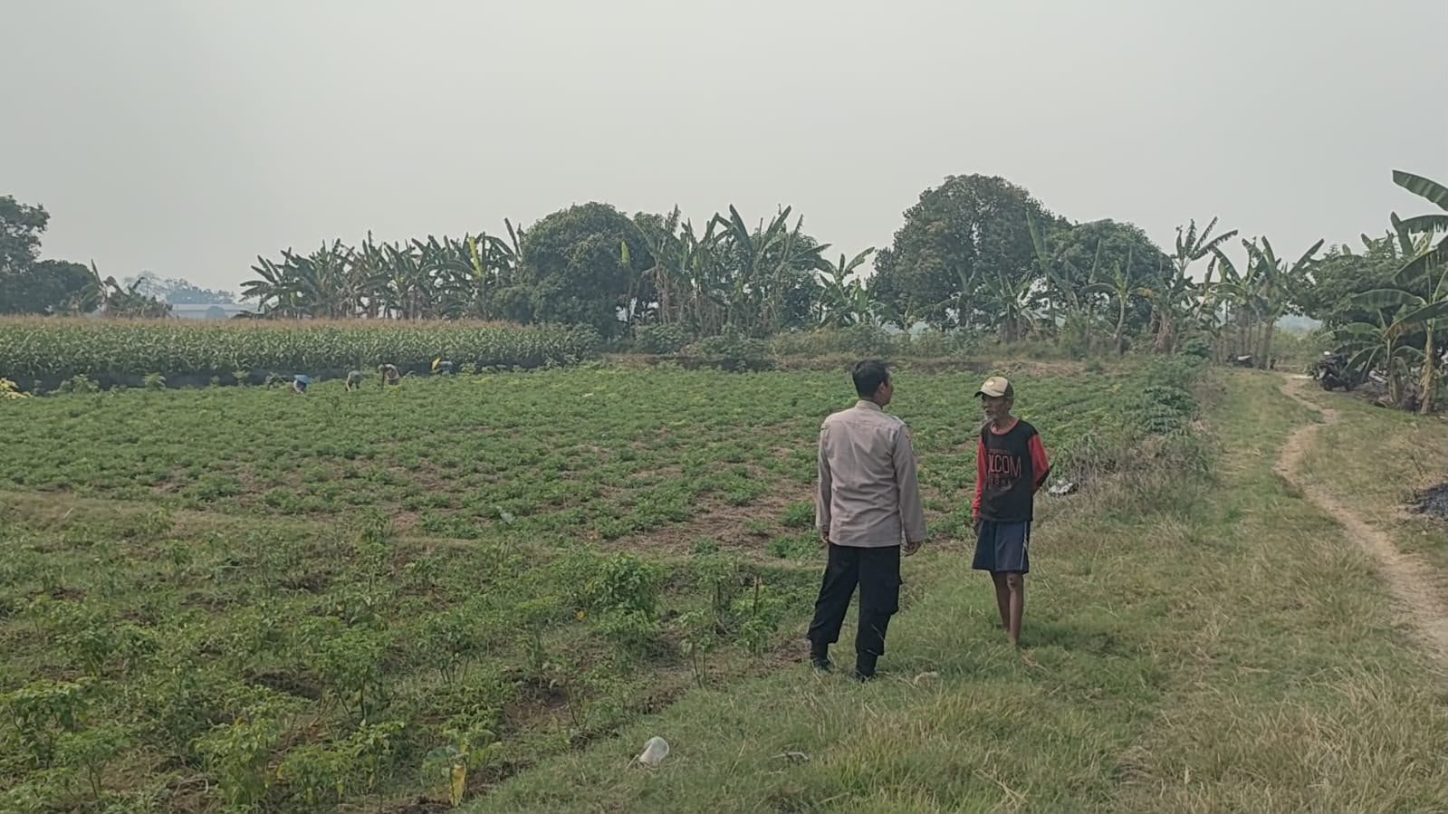 Polsek Sidayu Konsisten Dukung Ketahanan Pangan melalui Pemantauan Tanaman Cabai