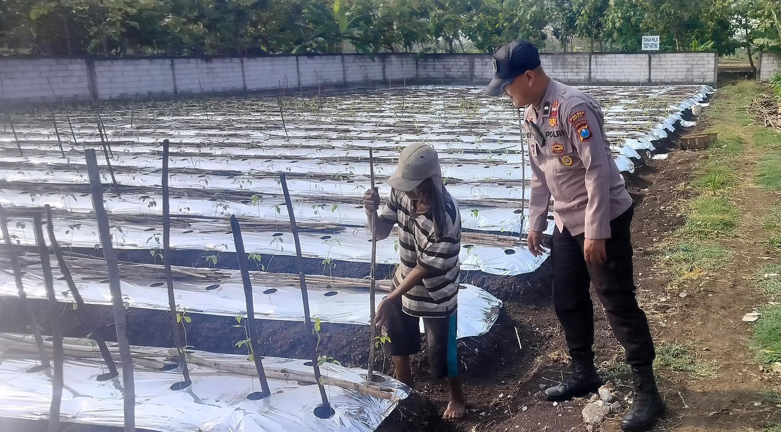 Polsek Menganti Bersama Masyarakat Dorong Produktivitas Tanaman Lombok