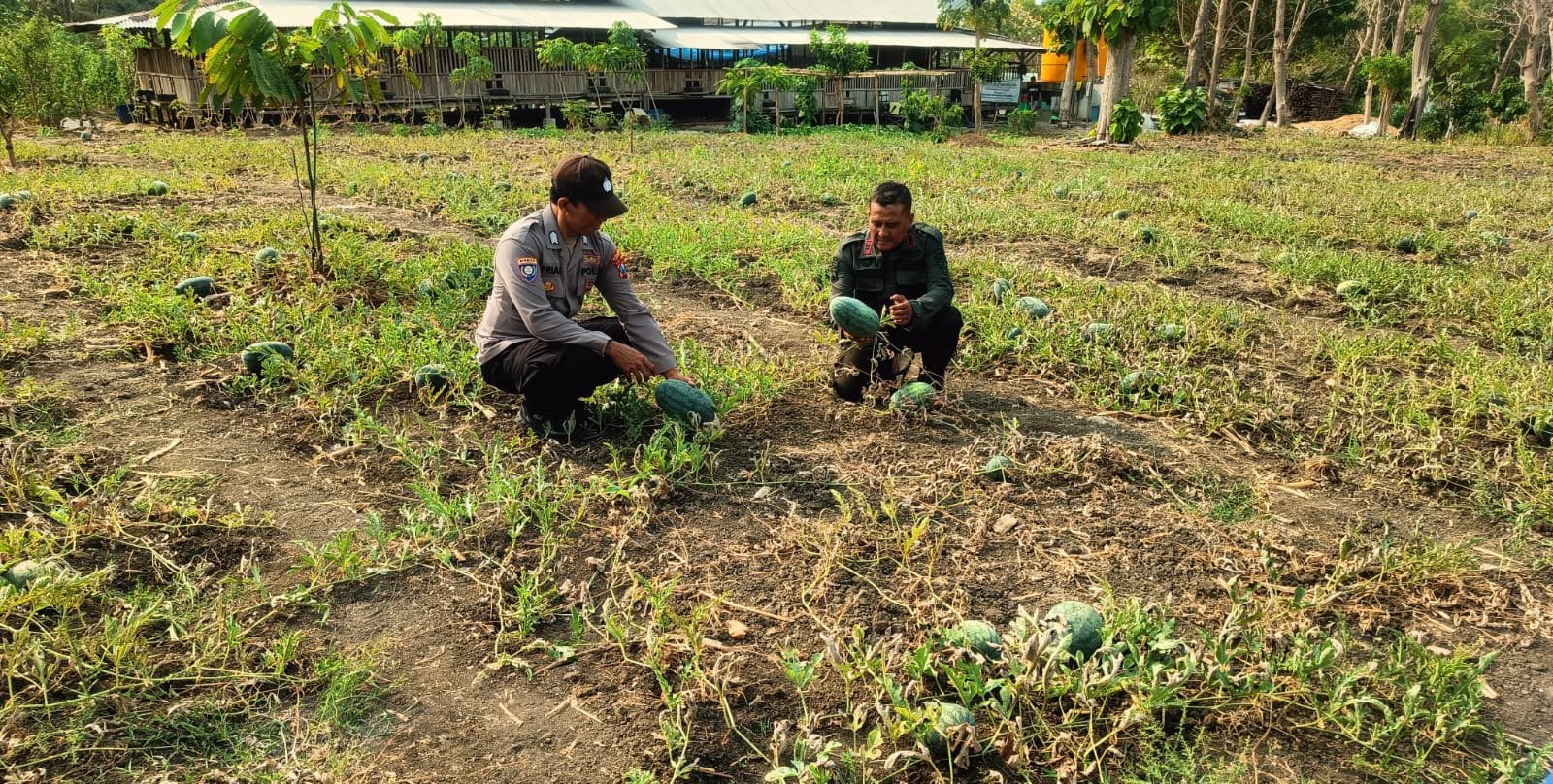 Polsek Panceng Hadir Dukung Petani, Pantau Tanaman Semangka di Desa Prupuh