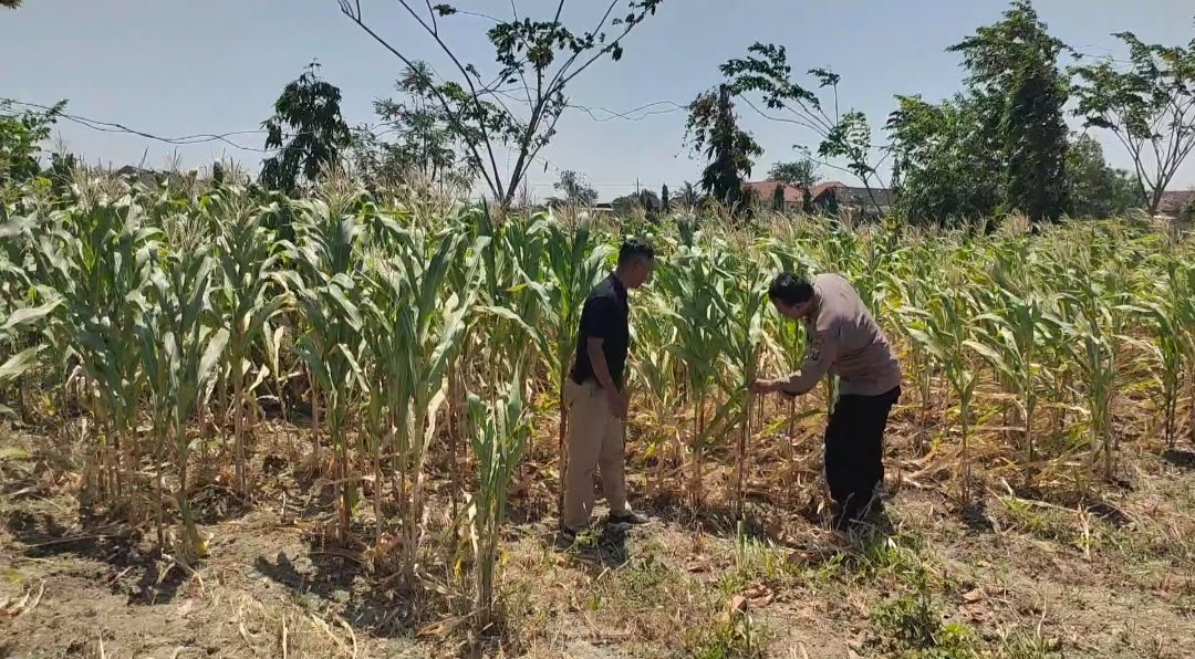 Dukung Pangan Nasional, Kapolsek Balongpanggang Cek Langsung Tanaman Jagung