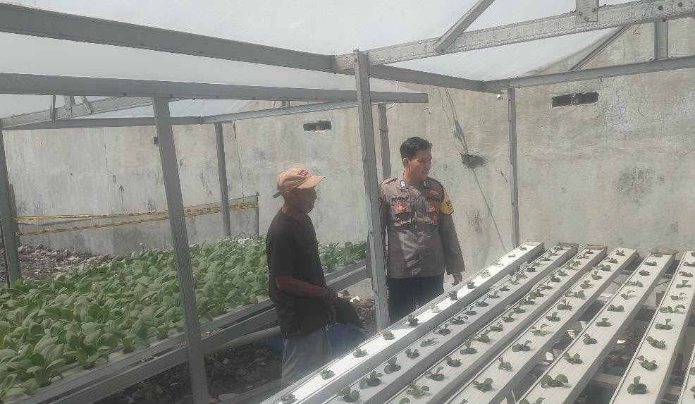 Perkuat Ketahanan Pangan Kabupaten Gresik, Polsek Driyorejo Cek Tanaman Sawi