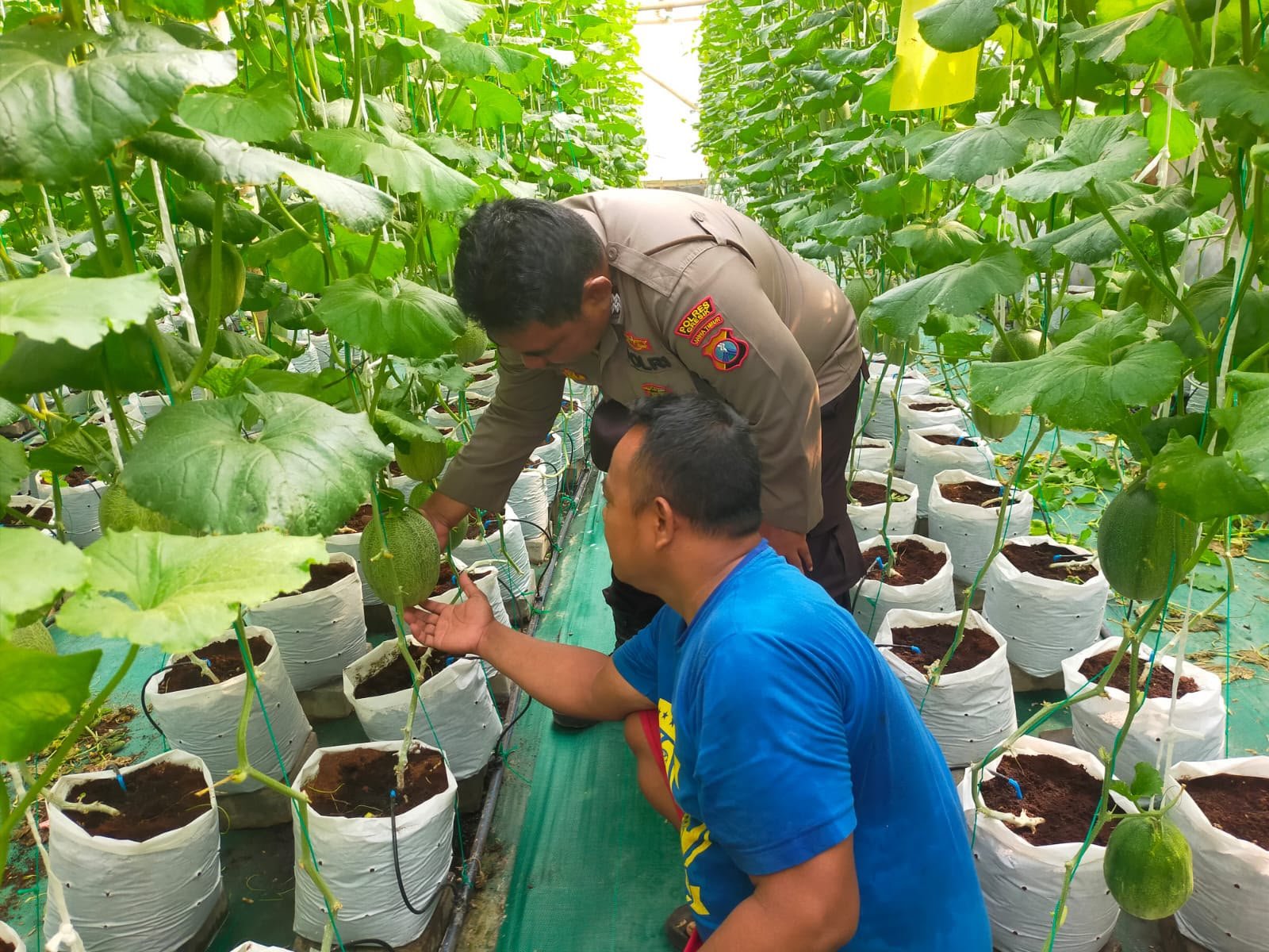 Dari Lahan Melon Mentaras, Polsek Manyar Perkuat Dukungan Menuju Swasembada Pangan