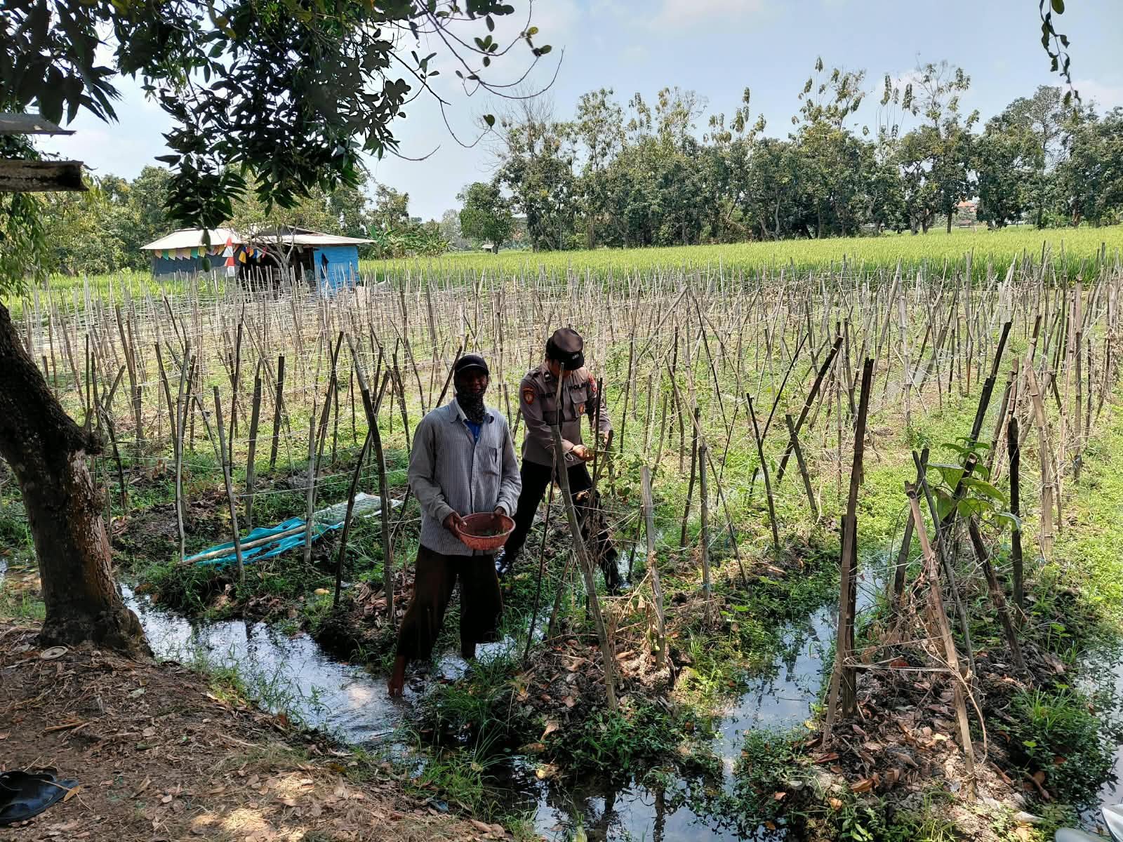 Polri Hadir Dukung Petani, Polsek Sidayu Pantau Perkembangan Tanaman Melon di Lasem