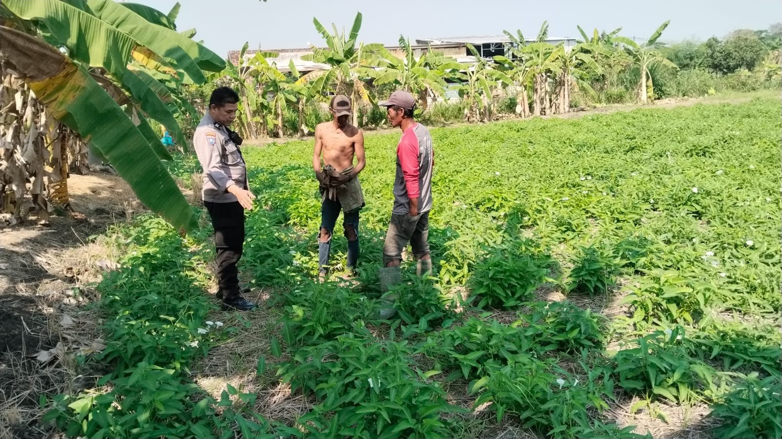 Dukung Swasembada Pangan, Polsek Benjeng Pantau Budidaya Kangkung di Desa Kalipadang