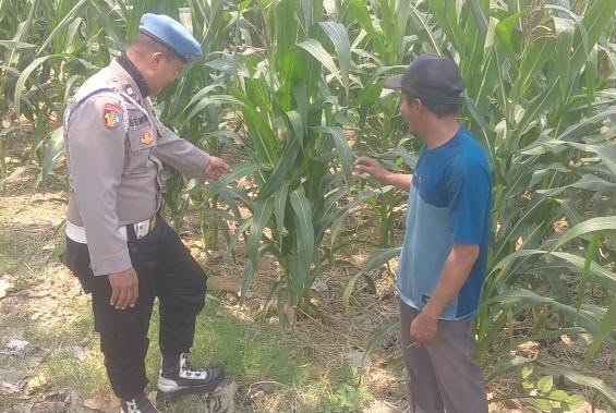 Jaga Produktivitas Pertanian, Polsek Balongpanggang Pantau Perkembangan Tanaman Jagung Warga