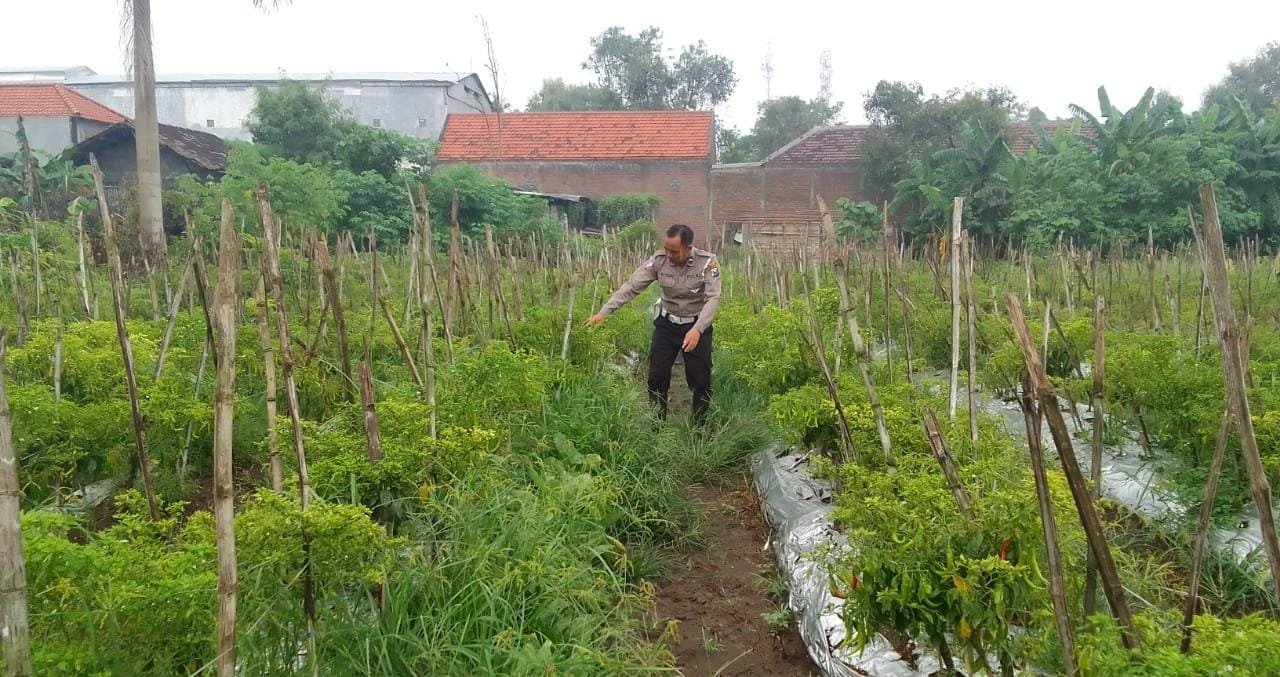 Dukung Pasokan Cabai bagi Masyarakat, Polsek Menganti Pantau Lahan Pertanian Bringkang