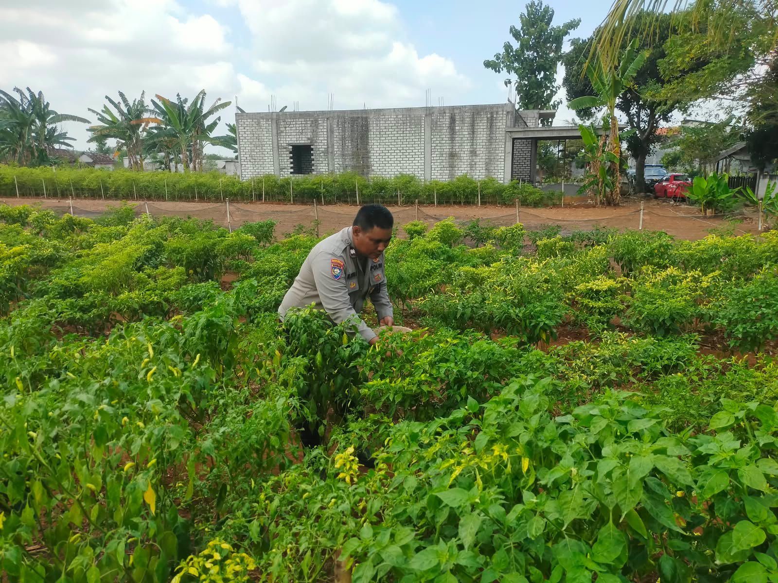Wujudkan Swasembada Pangan Berkelanjutan, Polsek Dukun Perkuat Pendampingan Petani Cabai